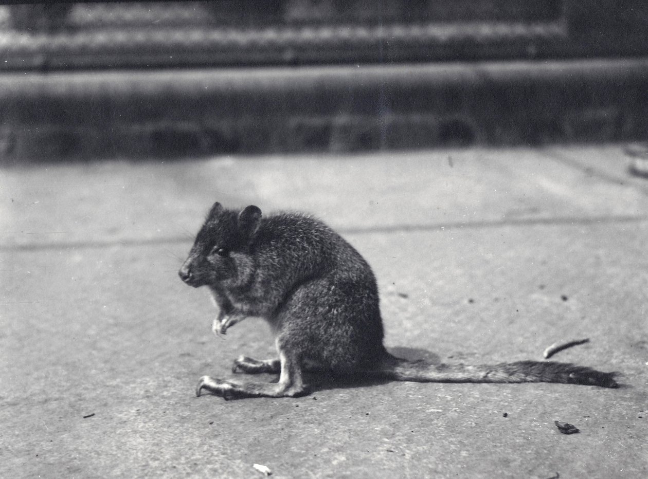 Wallaby dalla coda a spazzola allo Zoo di Londra, giugno 1916 da Frederick William Bond