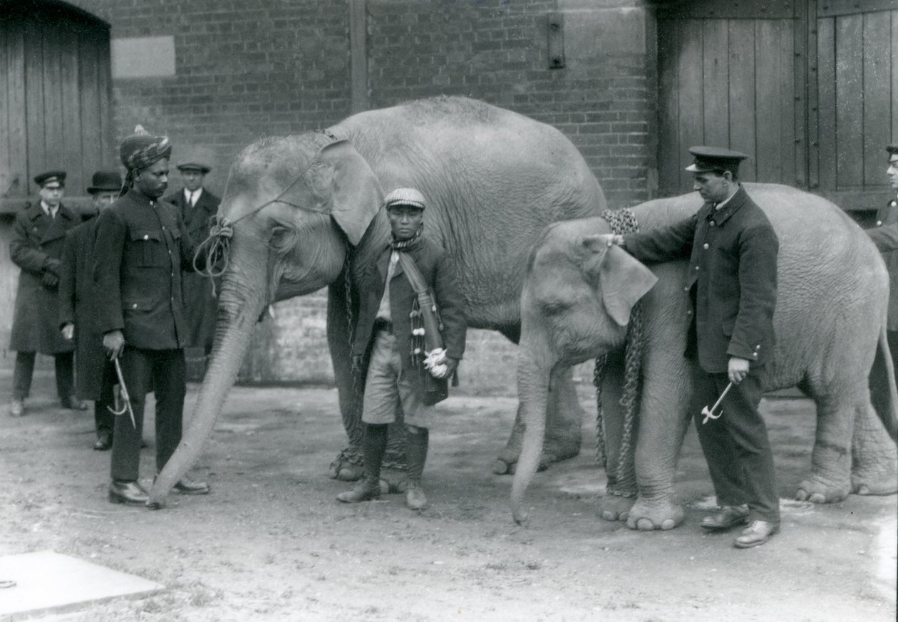 Elefanti birmani con il custode Jack Milbourne, Syed Ali (sinistra) e San Dwe (centro), Zoo di Londra, maggio 1923 da Frederick William Bond
