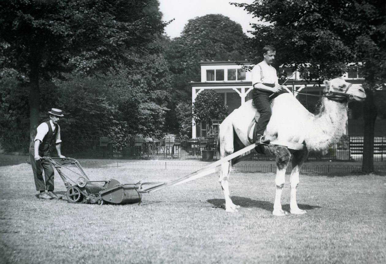 Tagliaerba a cammello, cavalcato dal giardiniere Fred Perry allo zoo di Londra, 1913 da Frederick William Bond