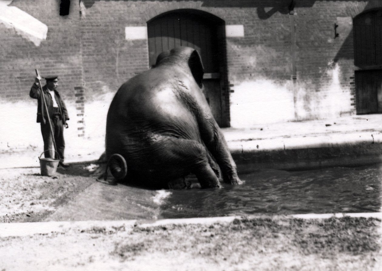 Elefante che fa il bagno da Frederick William Bond