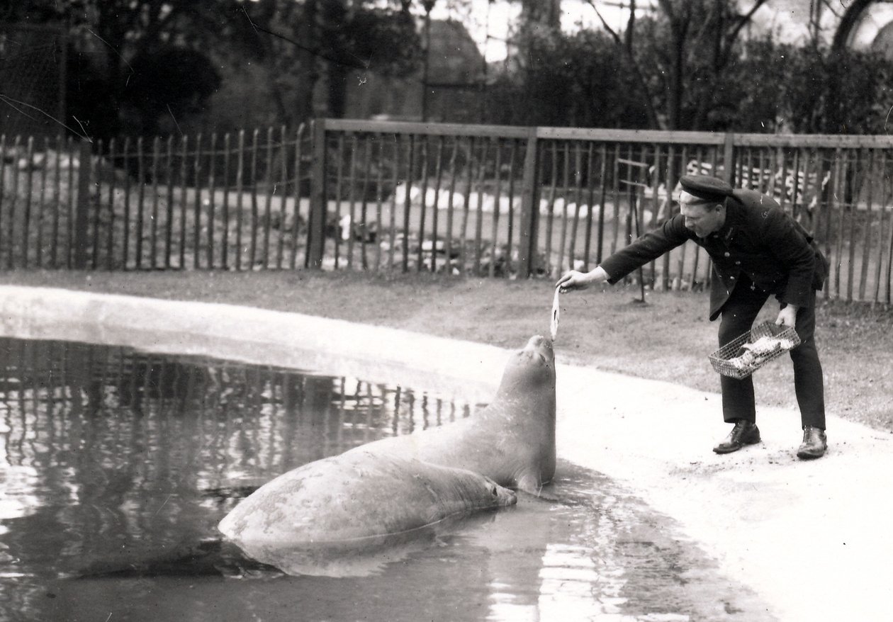 Foche elefante nutrite dal loro custode, 1914 da Frederick William Bond