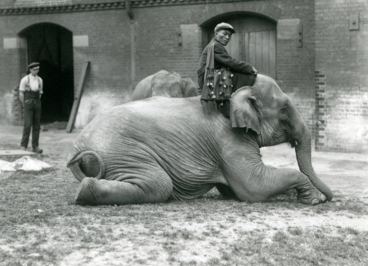 Elefante birmano femmina Mo Gay Ko con l