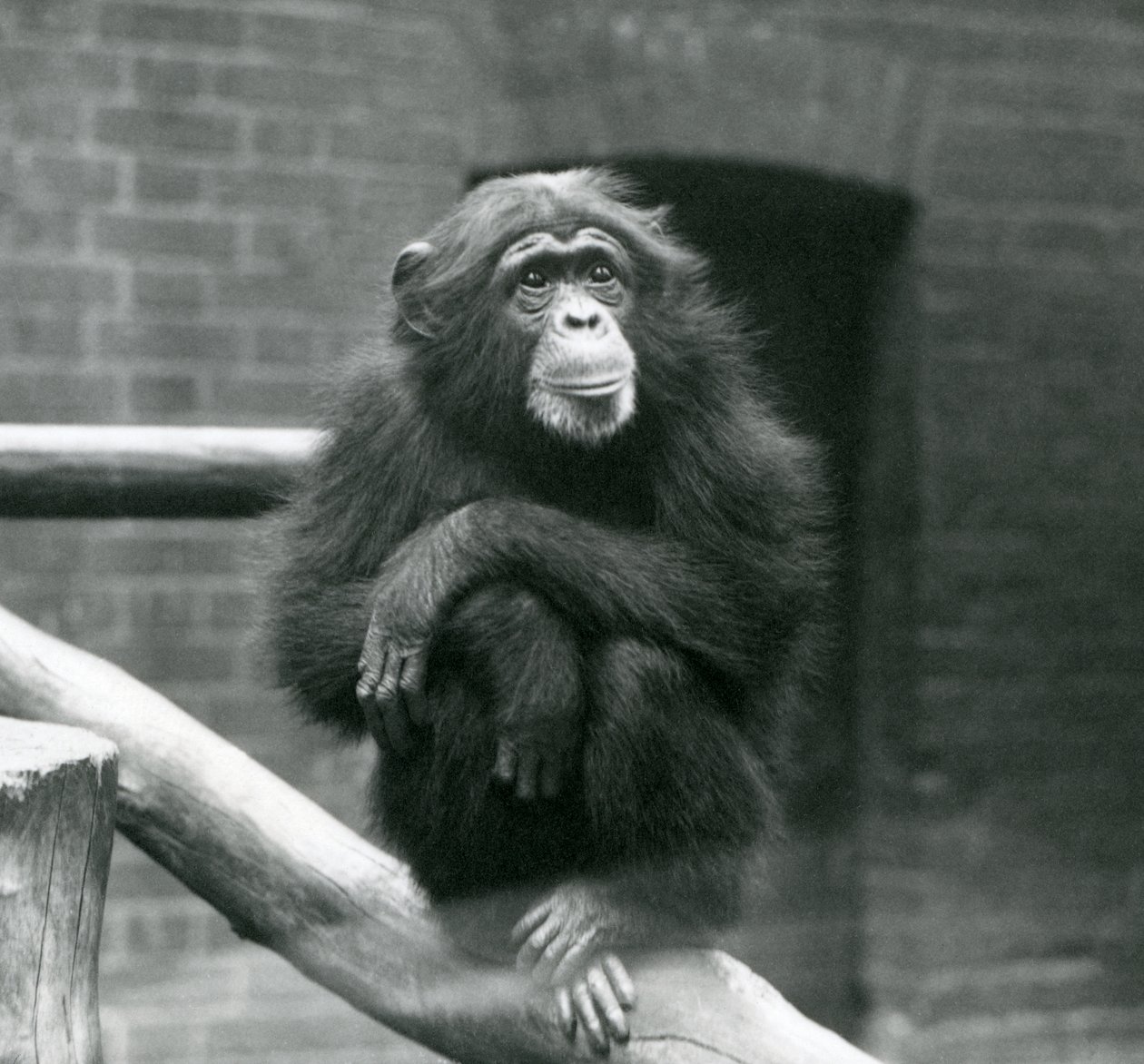 La scimpanzé femmina Daisy su un ramo nel suo recinto allo zoo di Londra, settembre 1923 da Frederick William Bond