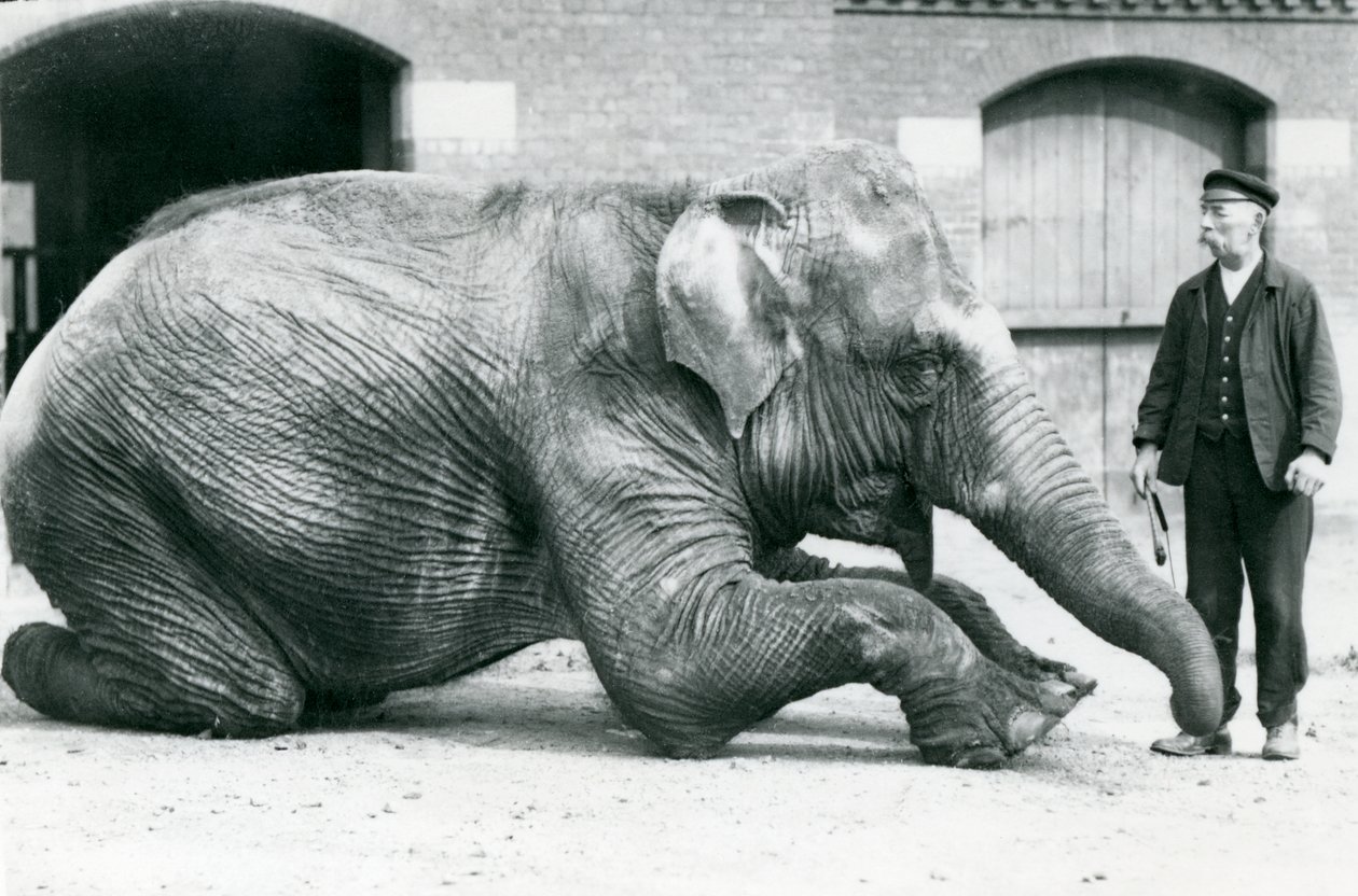 Elefante Indiano Femmina 