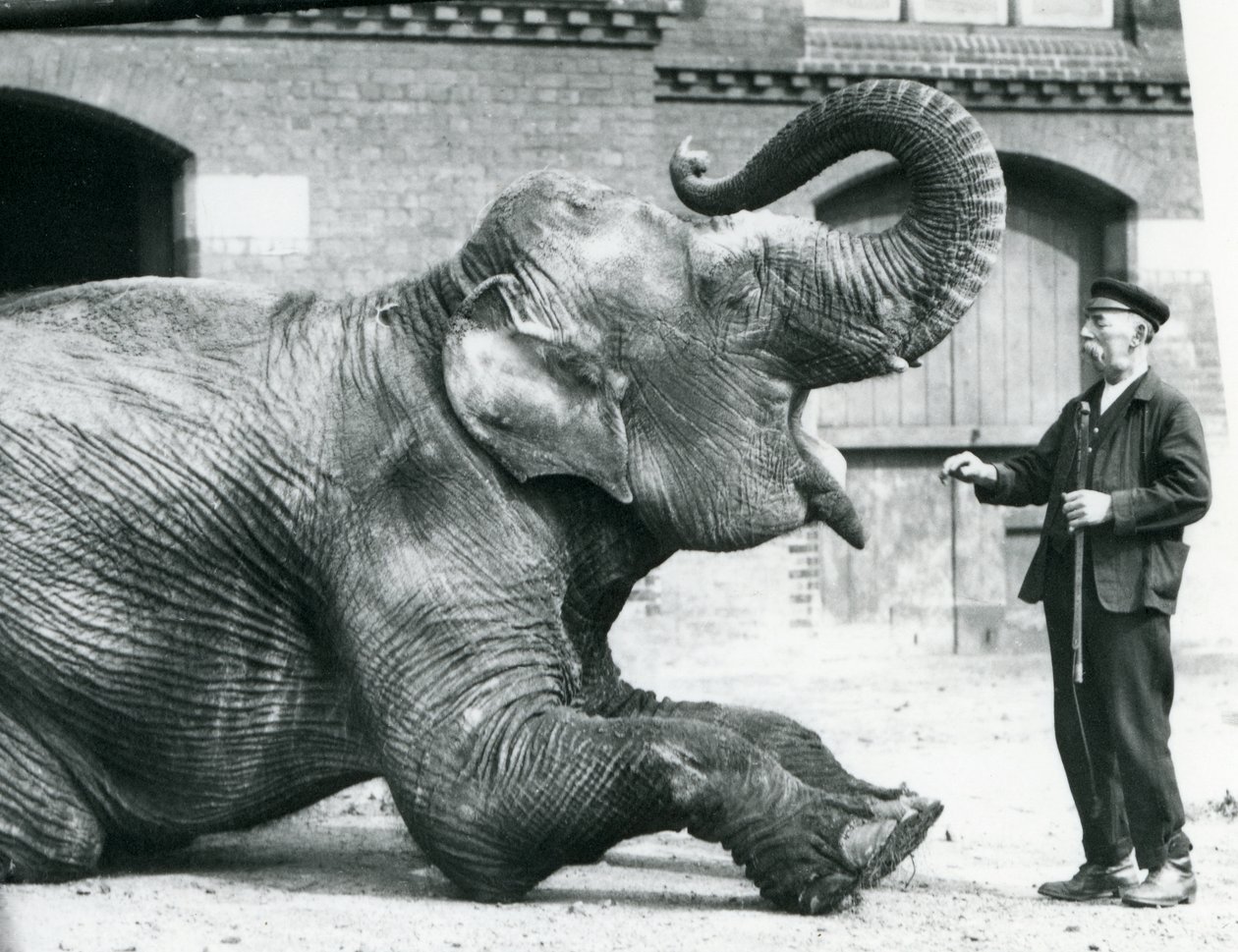 Elefante indiano femmina 