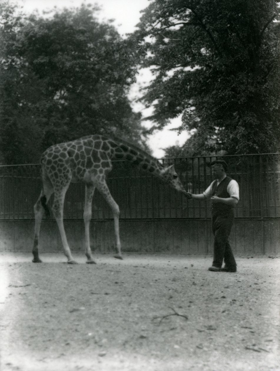 Giraffa 