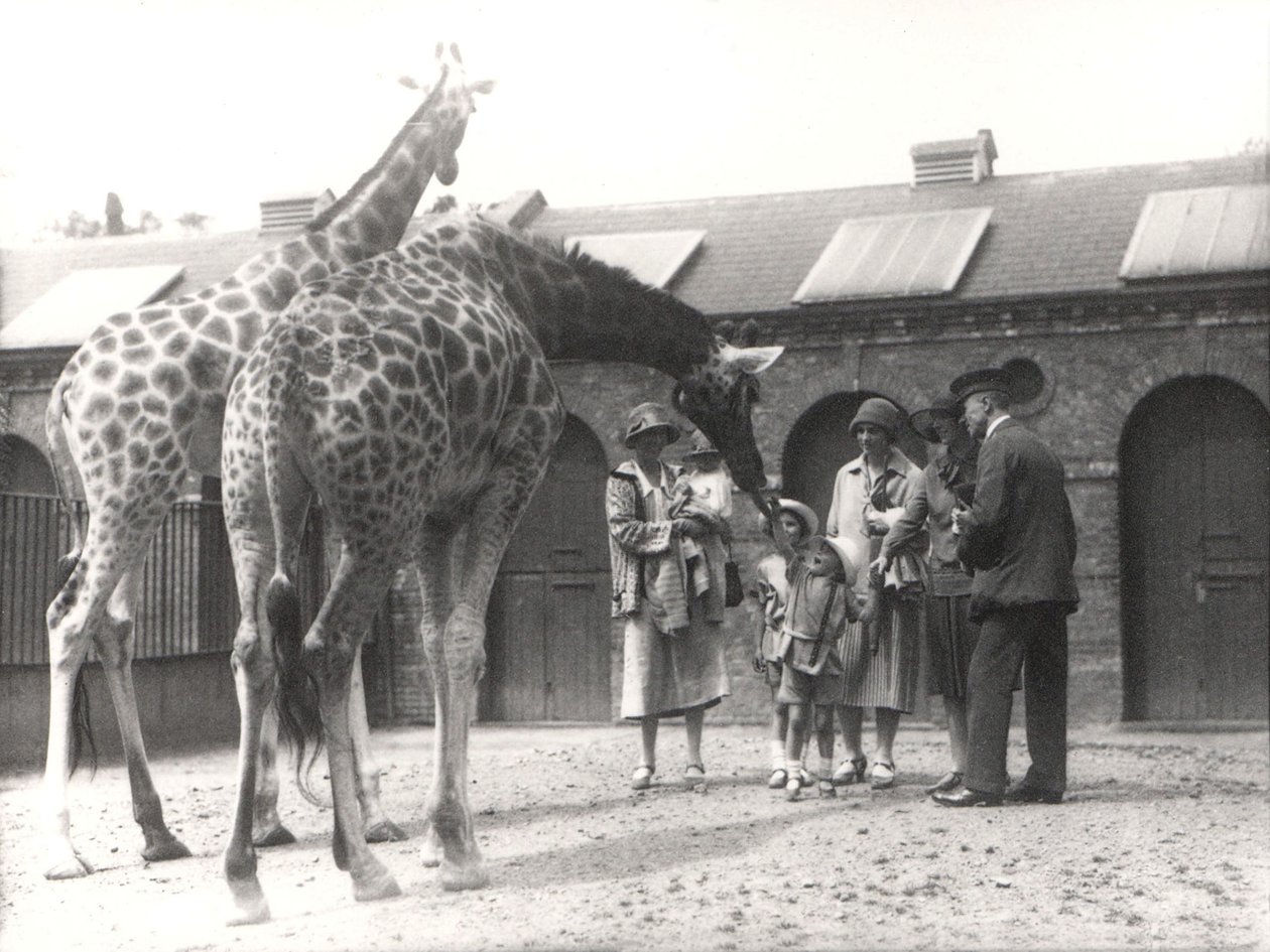 Giraffe e visitatori allo ZSL London Zoo, luglio 1926 da Frederick William Bond