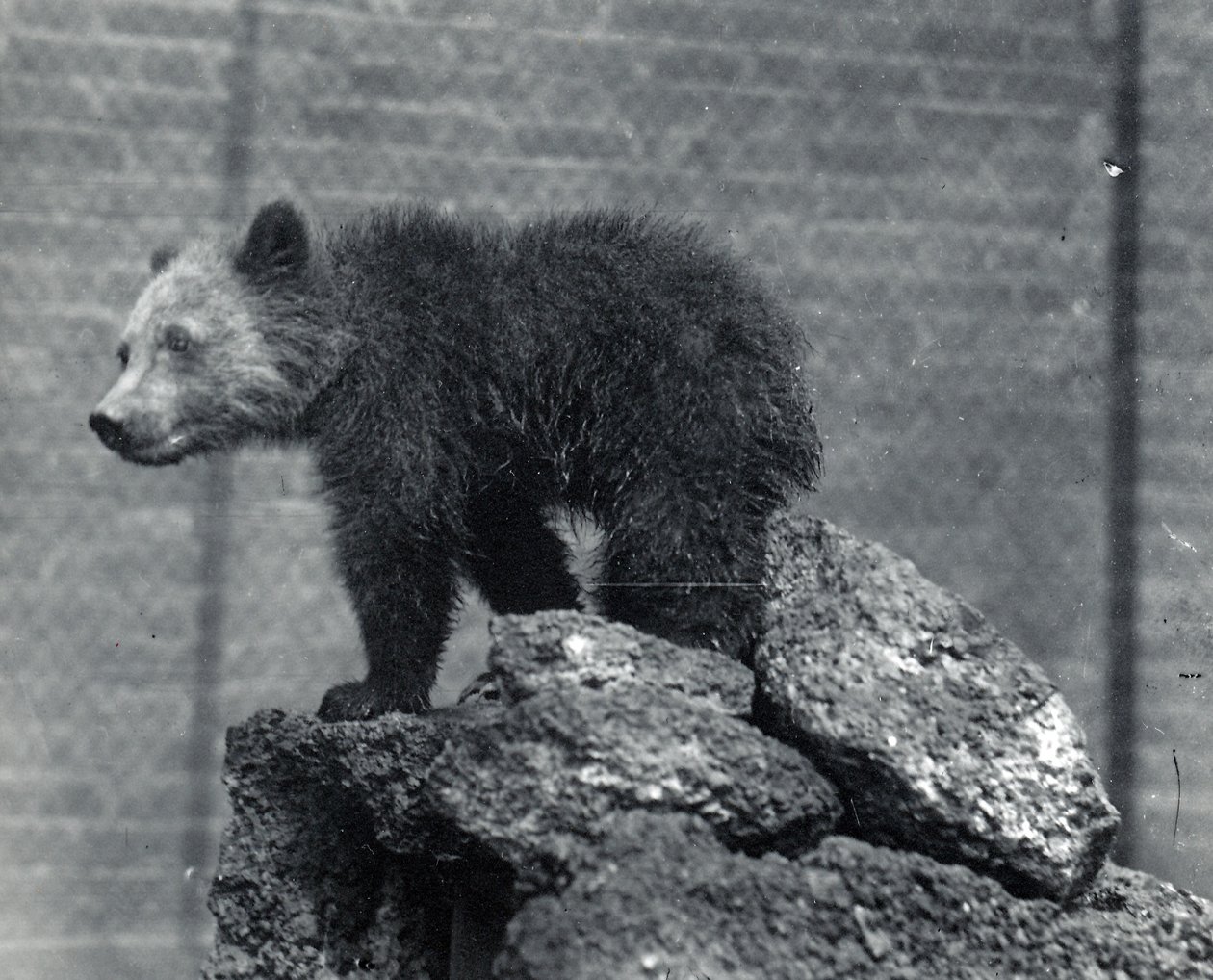 Cucciolo di orso grizzly da Frederick William Bond