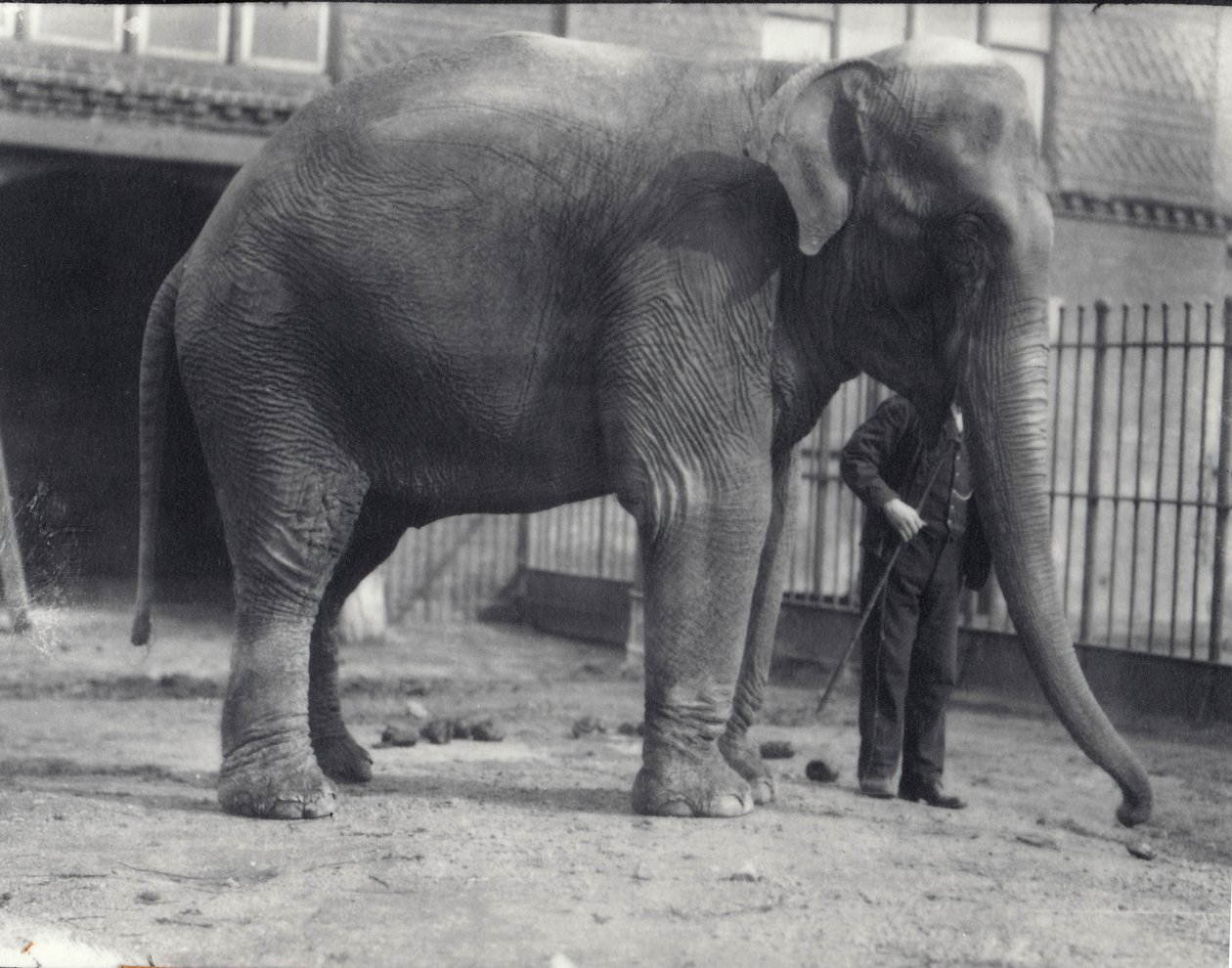 Elefante indiano, Assam Lukhi, con custode allo zoo di Londra, aprile 1914 da Frederick William Bond
