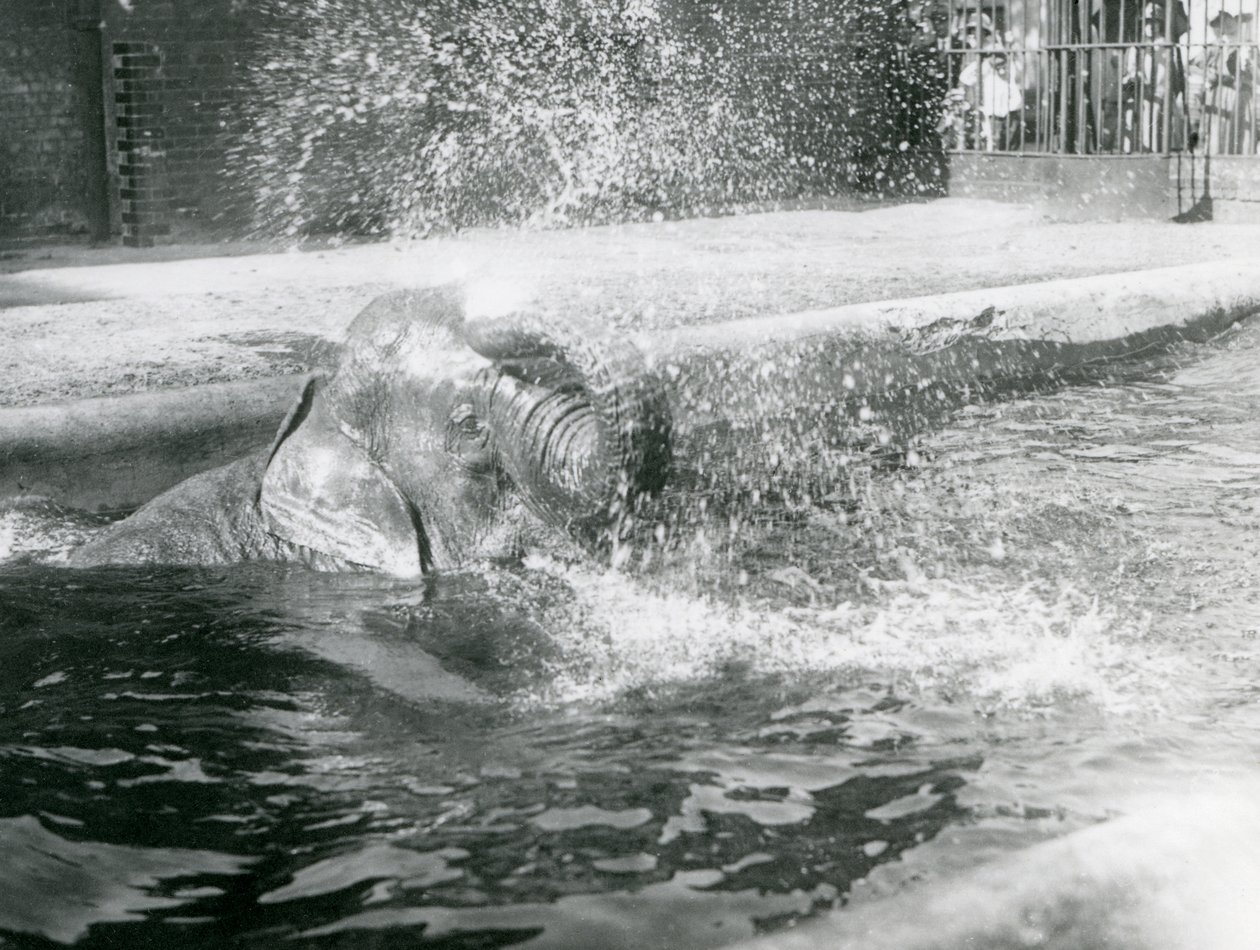 Indiarani che fa il bagno nella sua piscina, zoo di Londra, agosto 1923 da Frederick William Bond