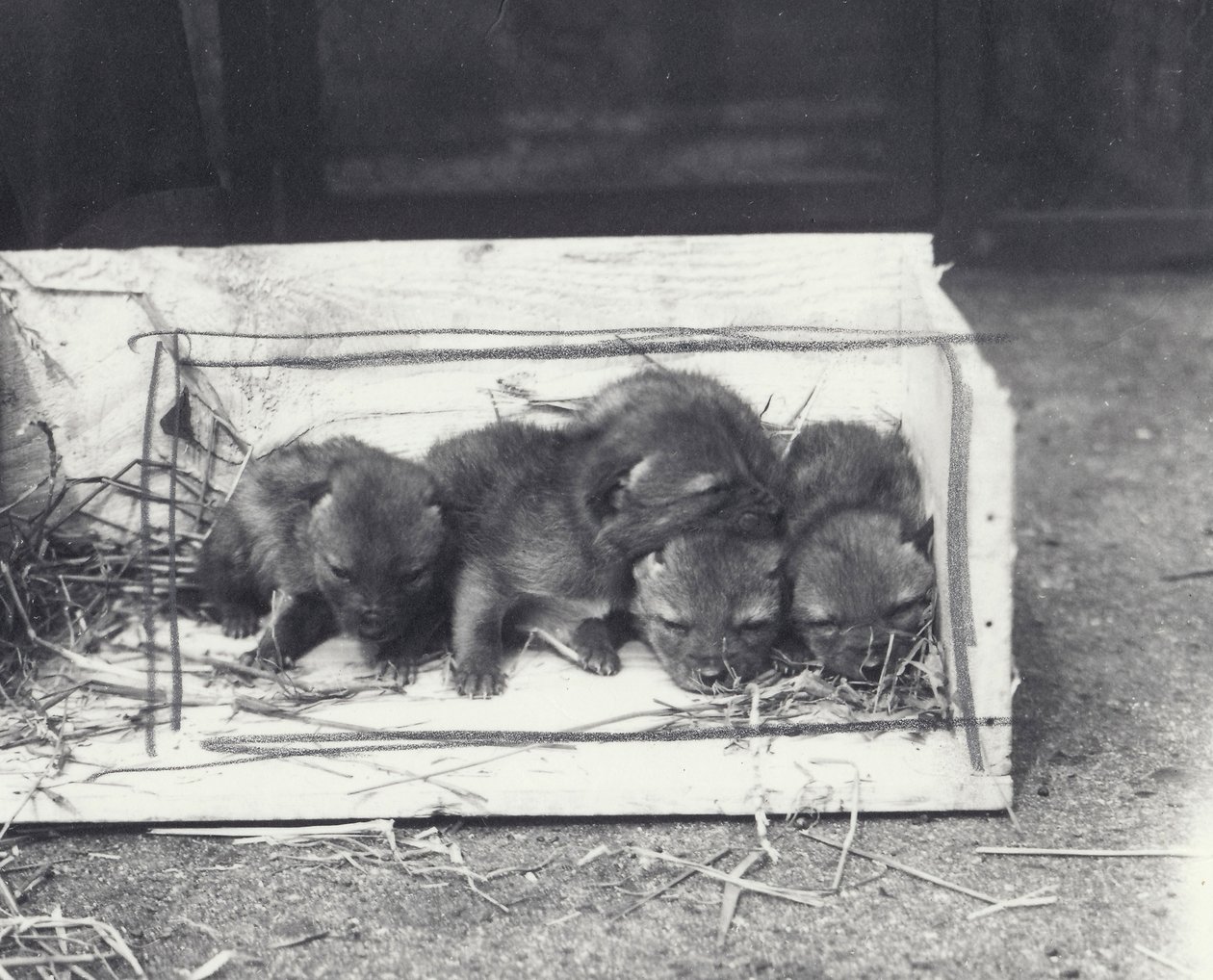 Cuccioli di sciacallo in una scatola, 1915 da Frederick William Bond