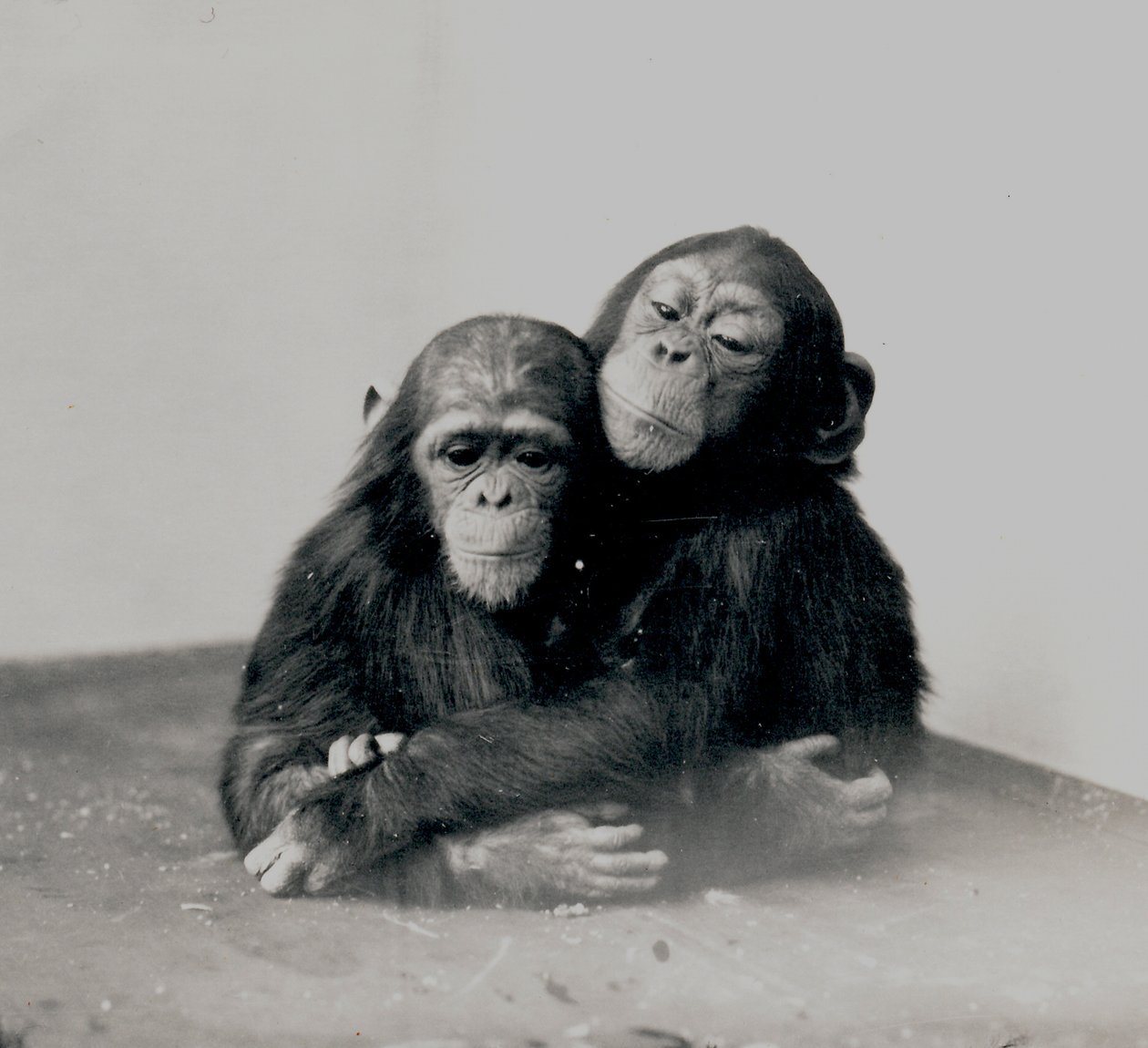 Johnnie e un amico, due scimpanzé dello Zoo di Londra, 1923 da Frederick William Bond