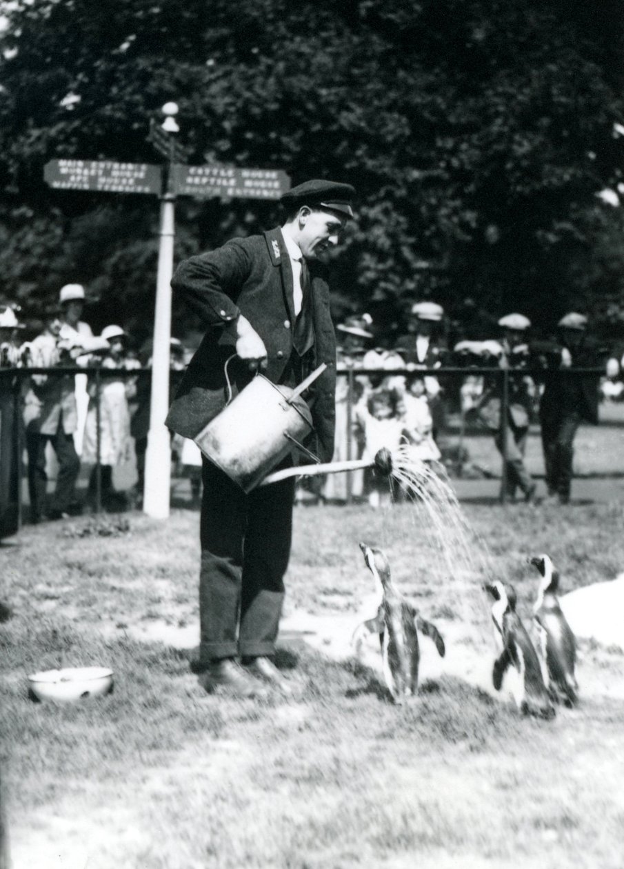 Il guardiano Ernie Sceales dà una doccia a tre pinguini con un annaffiatoio, Zoo di Londra, 1919 da Frederick William Bond
