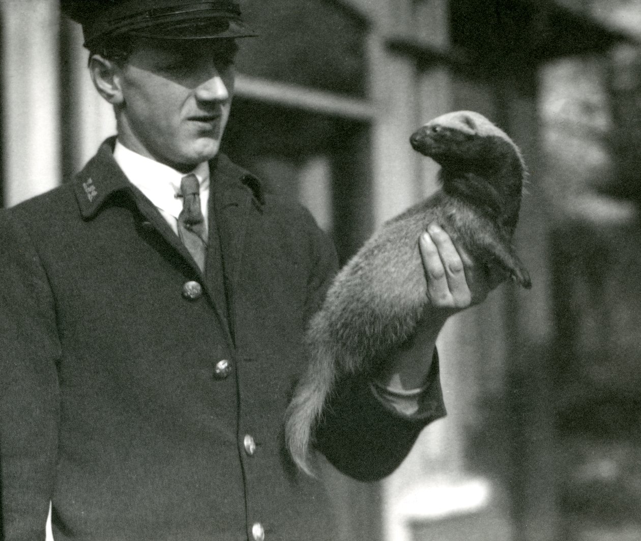 Custode Leslie Flewin che tiene un Grison, Zoo di Londra, 1923 da Frederick William Bond