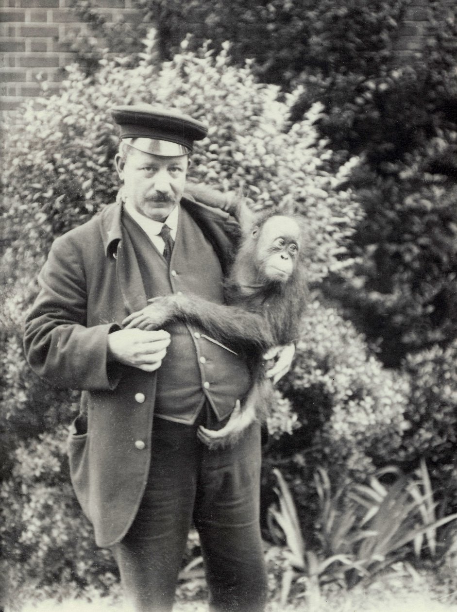 Custode Z. Rodwell con giovane orangutan allo Zoo di Londra, ottobre 1913 da Frederick William Bond