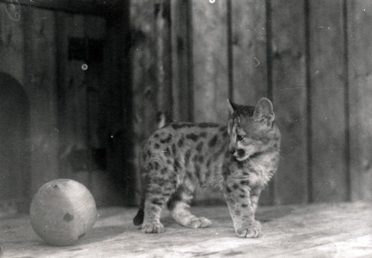 Cucciolo di leopardo con una palla da Frederick William Bond