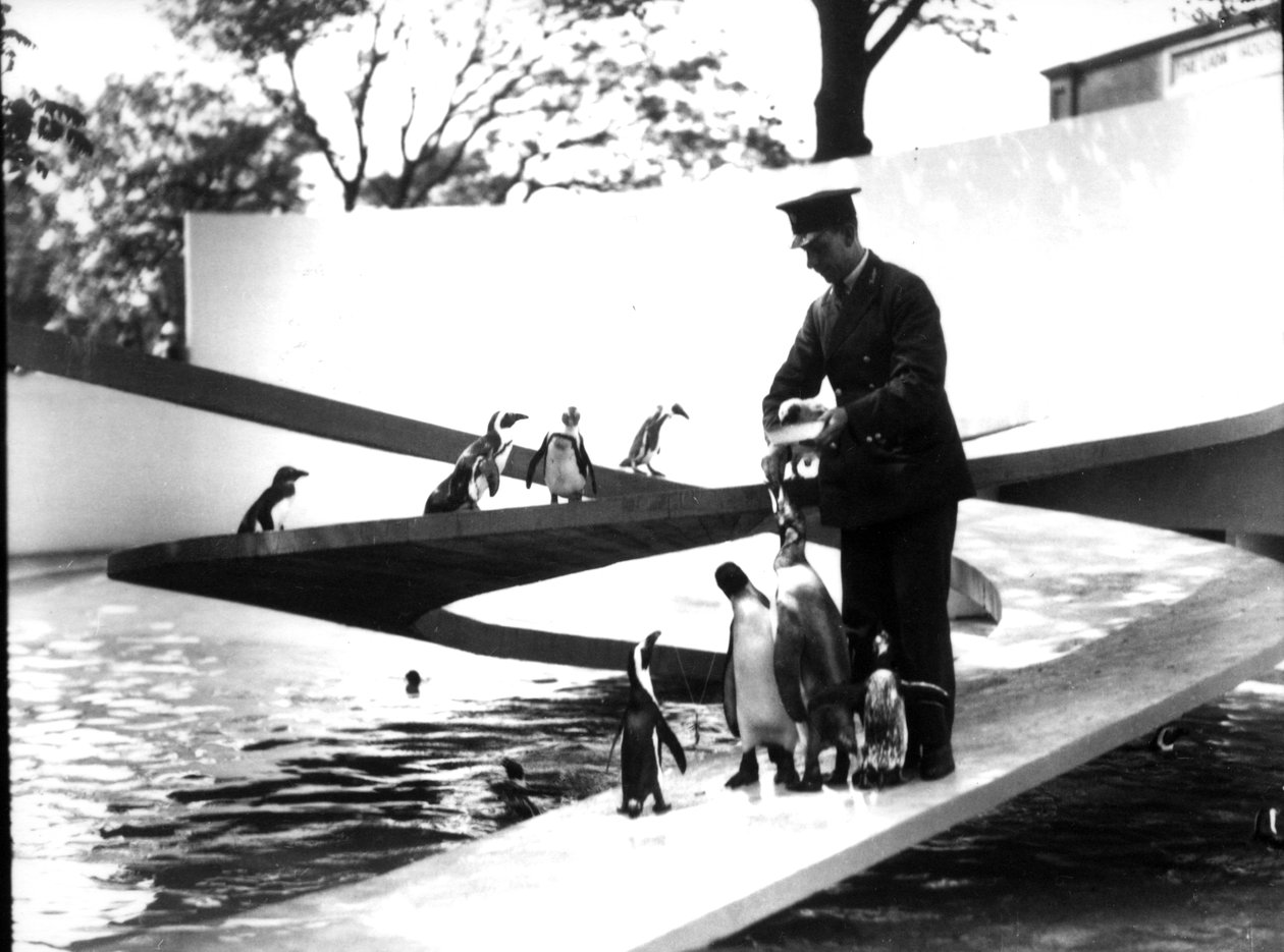 Piscina dei Pinguini di Lubetkin, gennaio 1934 da Frederick William Bond
