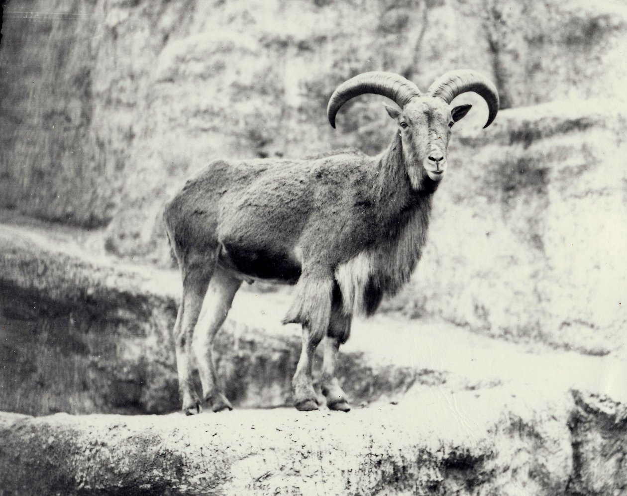 Montone della Barberia maschio sulla terrazza Mappin, Zoo di Londra, maggio 1915 da Frederick William Bond