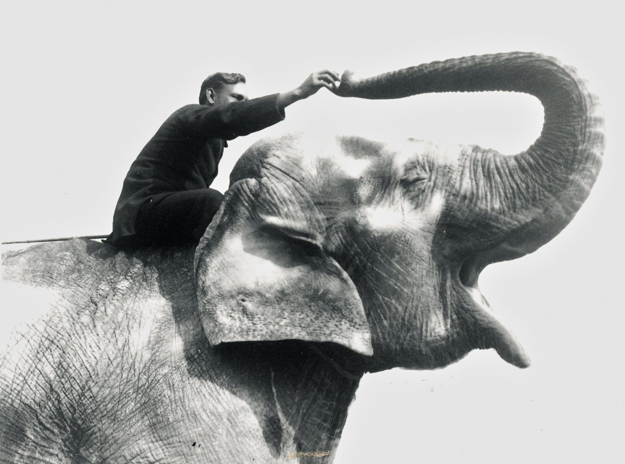 Uomo che cavalca un elefante, giugno 1922 da Frederick William Bond