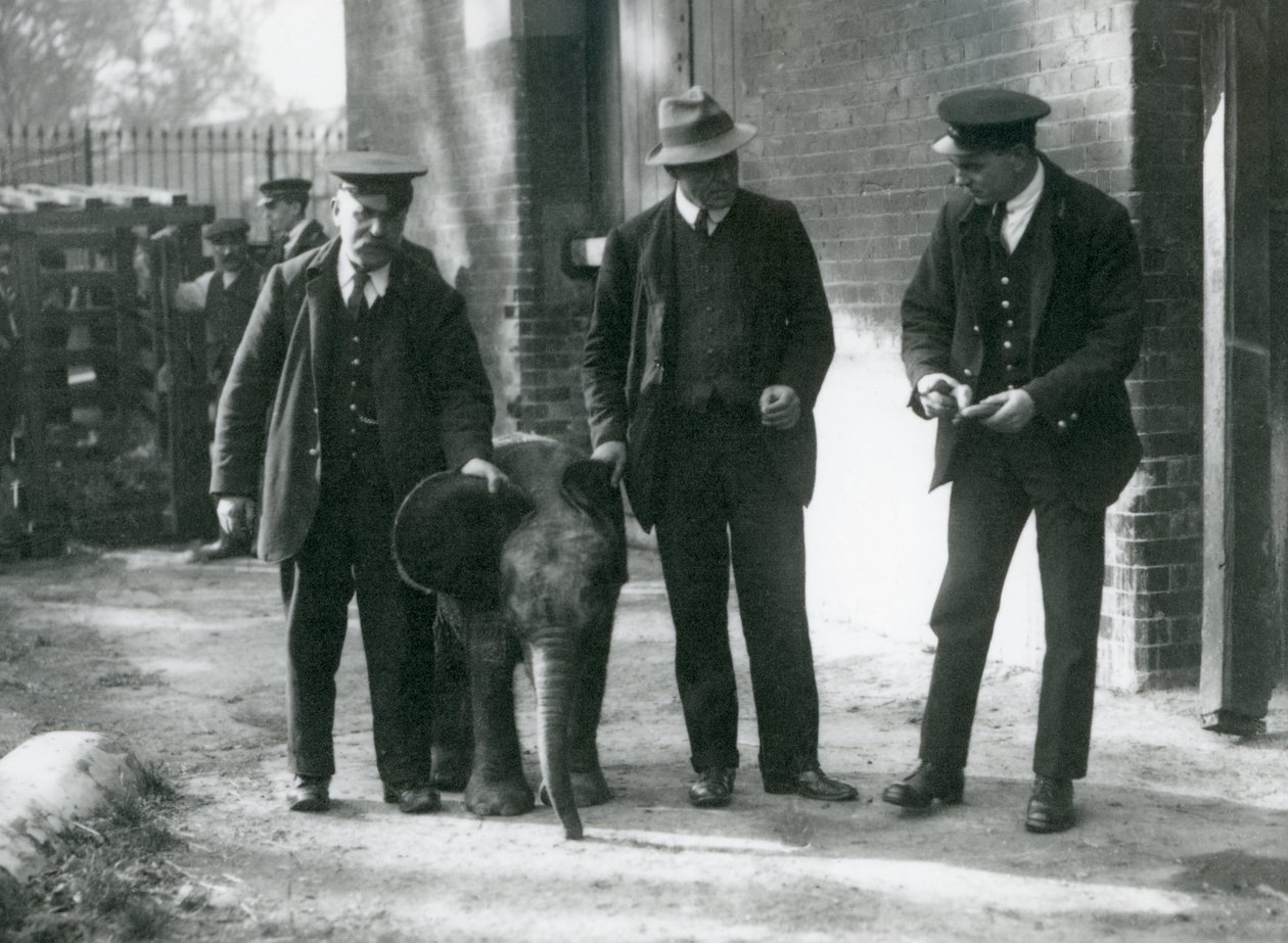 Il neonato elefante della foresta pigmeo 
