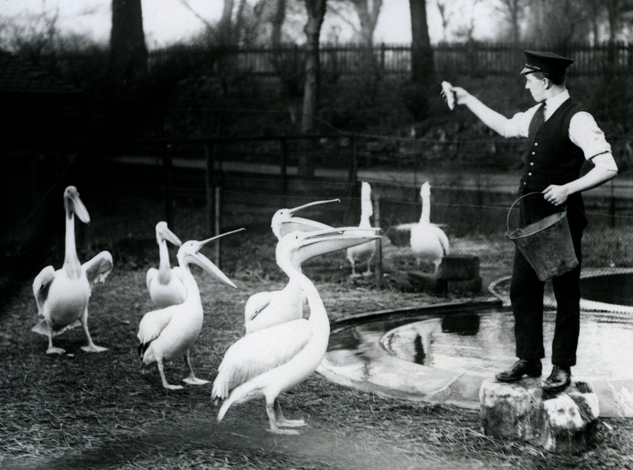 I pellicani vengono nutriti con pesce dal loro guardiano al bordo della piscina, Zoo di Londra, dicembre 1922 da Frederick William Bond