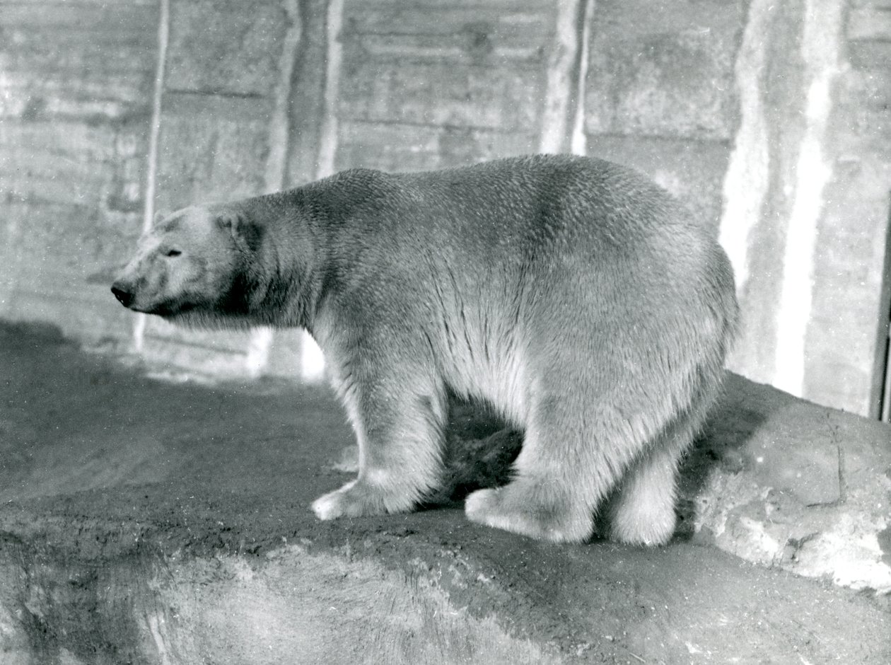 Orso polare 