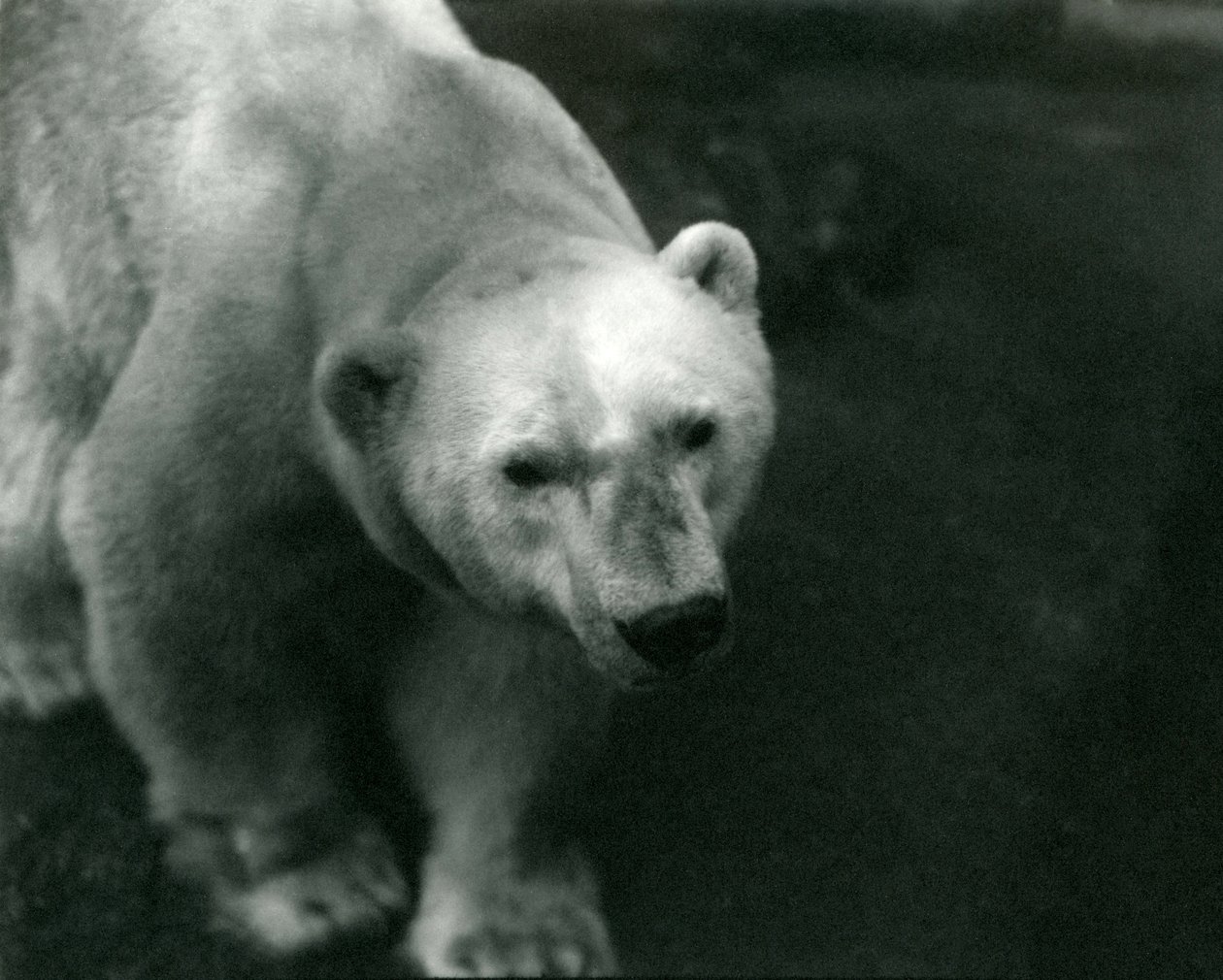 Orso polare 