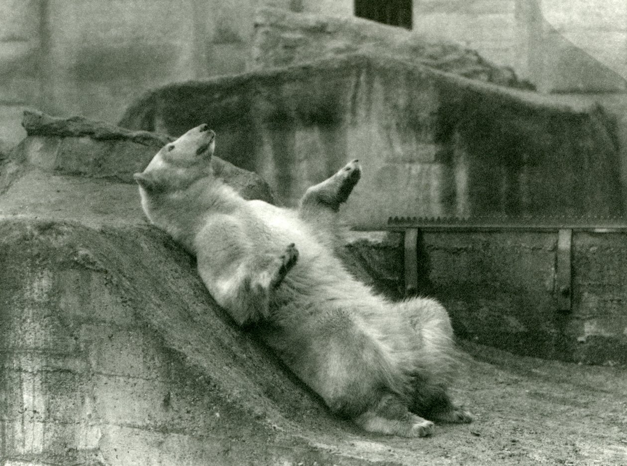 Orso polare Sam, sdraiato nel suo recinto ai piedi delle Terrazze Mappin, Zoo di Londra, 1923 da Frederick William Bond