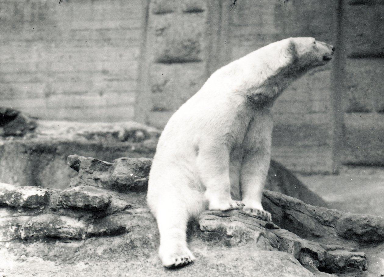 Orso polare seduto, 1924 da Frederick William Bond