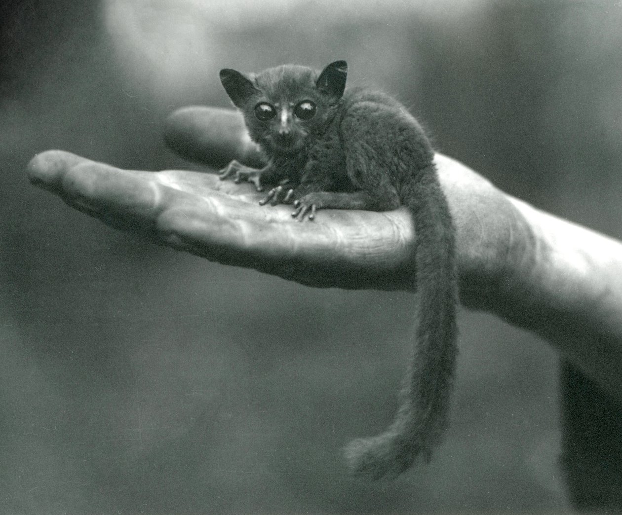 Il galago o bushbaby del principe Demidoff che riposa nel palmo della mano del custode allo zoo di Londra, aprile 1917 da Frederick William Bond