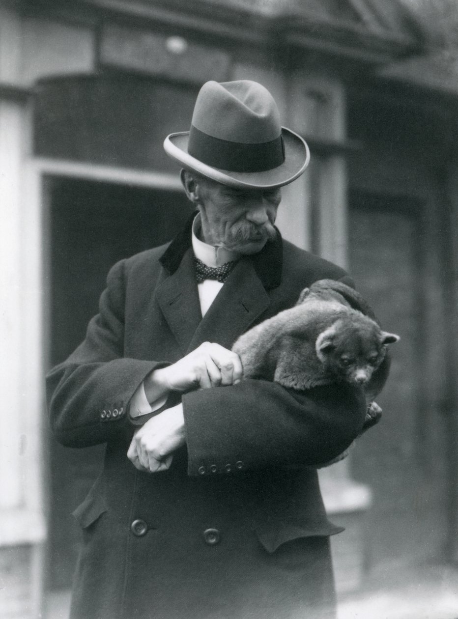 Reginald Innes Pocock F.R.S. che tiene un kinkajou, Zoo di Londra, 1923 da Frederick William Bond