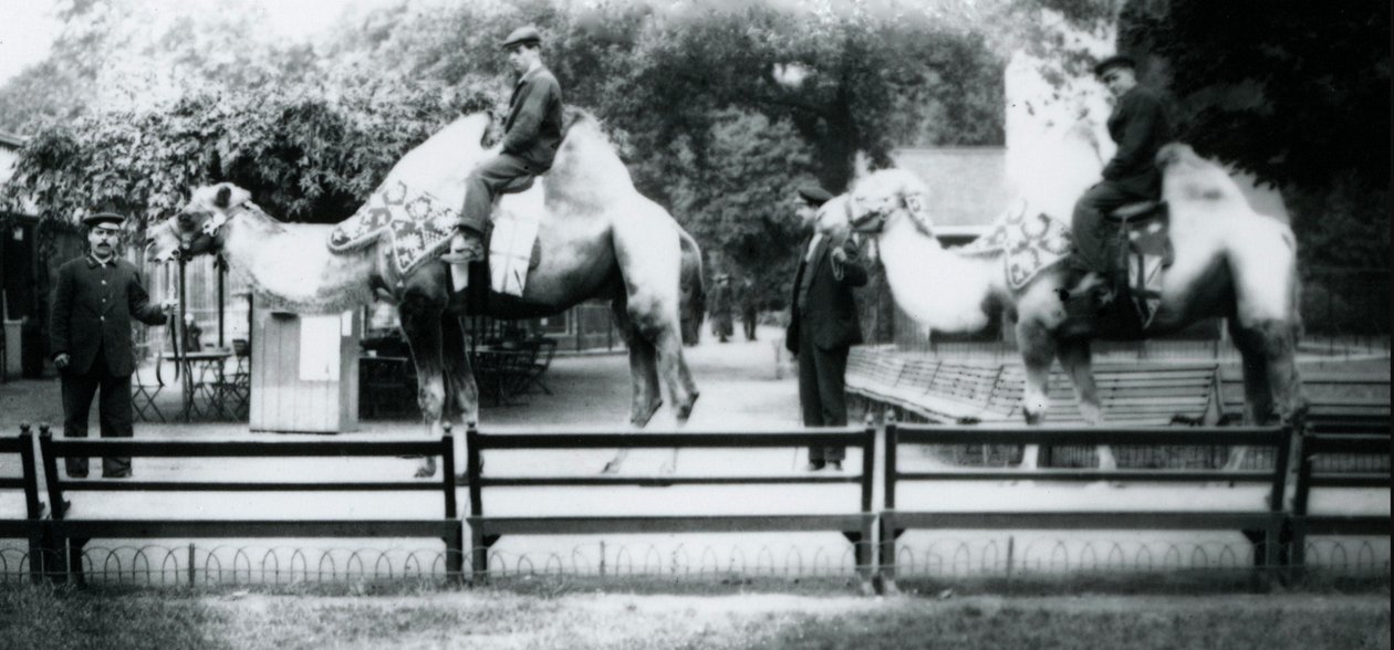 Cavalcando cammelli adornati per le celebrazioni del Giorno della Pace, 19 luglio 1919 da Frederick William Bond