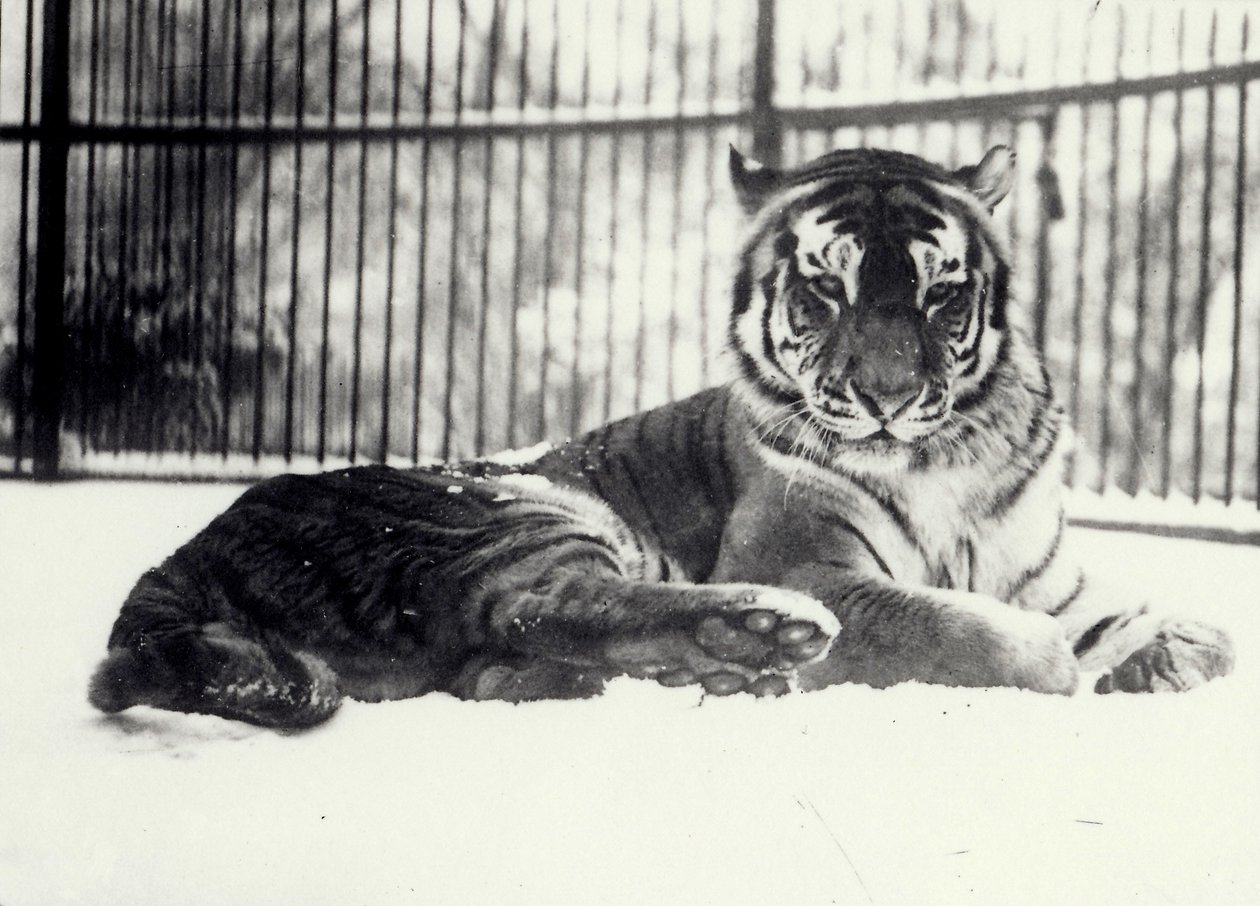 Tigre siberiana o dell