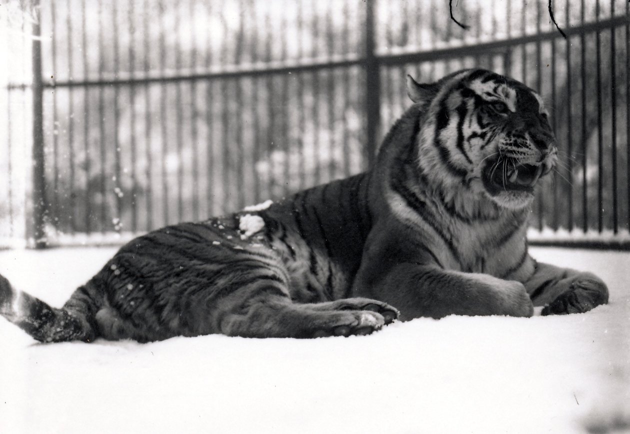 Tigre siberiana nella neve da Frederick William Bond