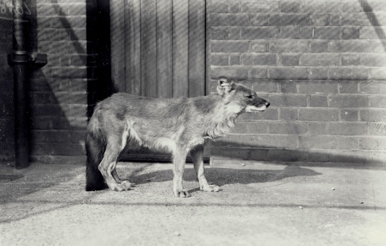Cane selvatico siberiano o dhole allo Zoo di Londra, ottobre 1916 da Frederick William Bond