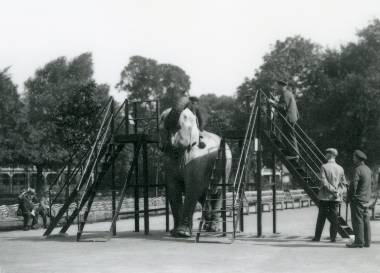 Syed Ali addestra Indiarani, mentre altri membri dello staff e custodi osservano, Zoo di Londra, giugno 1922 da Frederick William Bond