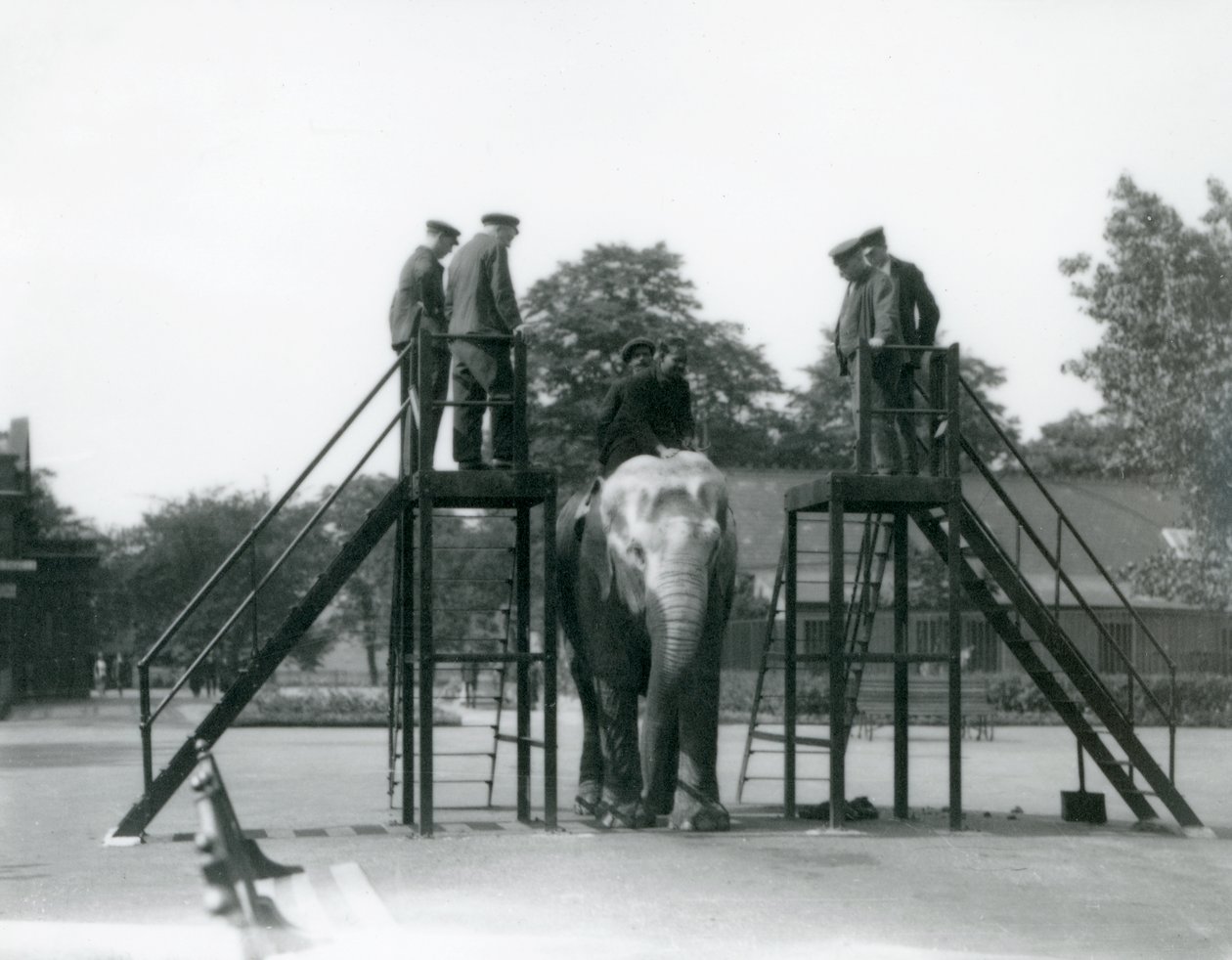 Syed Ali addestra Indiarani, mentre altri membri dello staff e custodi osservano, Zoo di Londra, giugno 1922 da Frederick William Bond