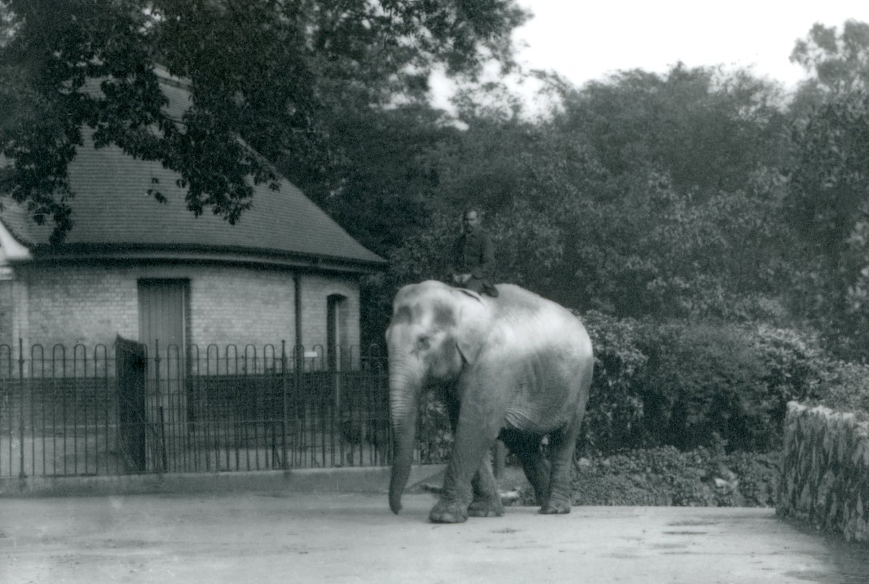 Syed Ali addestra Indiarani, mentre altri membri del personale e guardiani osservano, Zoo di Londra, giugno 1922 da Frederick William Bond