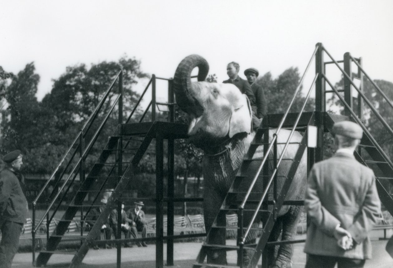 Syed Ali addestra Indiarani, mentre altri membri del personale e guardiani osservano, Zoo di Londra, giugno 1922 da Frederick William Bond