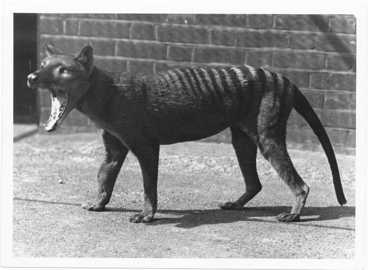 La ormai estinta tigre della Tasmania, o tilacino, 1914 da Frederick William Bond