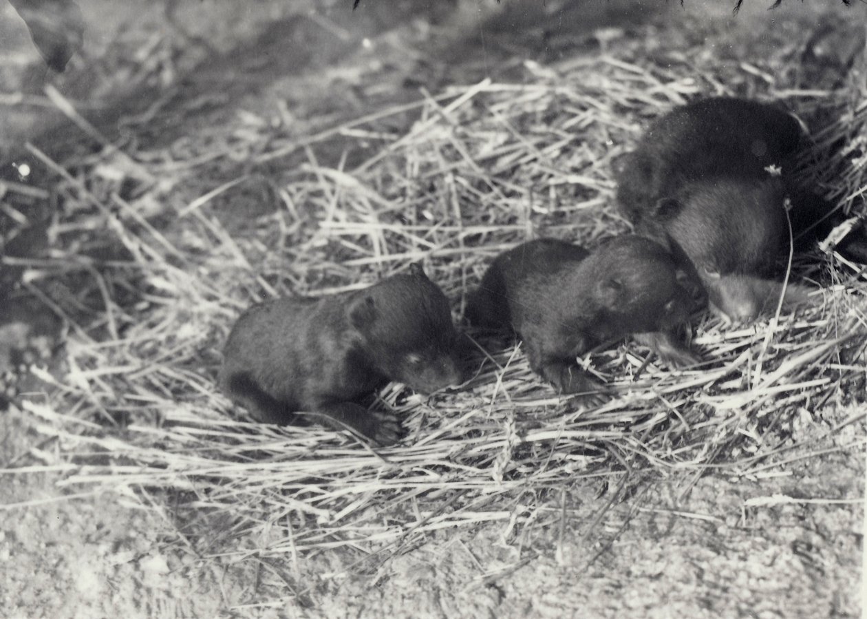 Tre cuccioli di orso bruno e nero di 5 o 6 settimane allo zoo di Londra, febbraio 1920 da Frederick William Bond