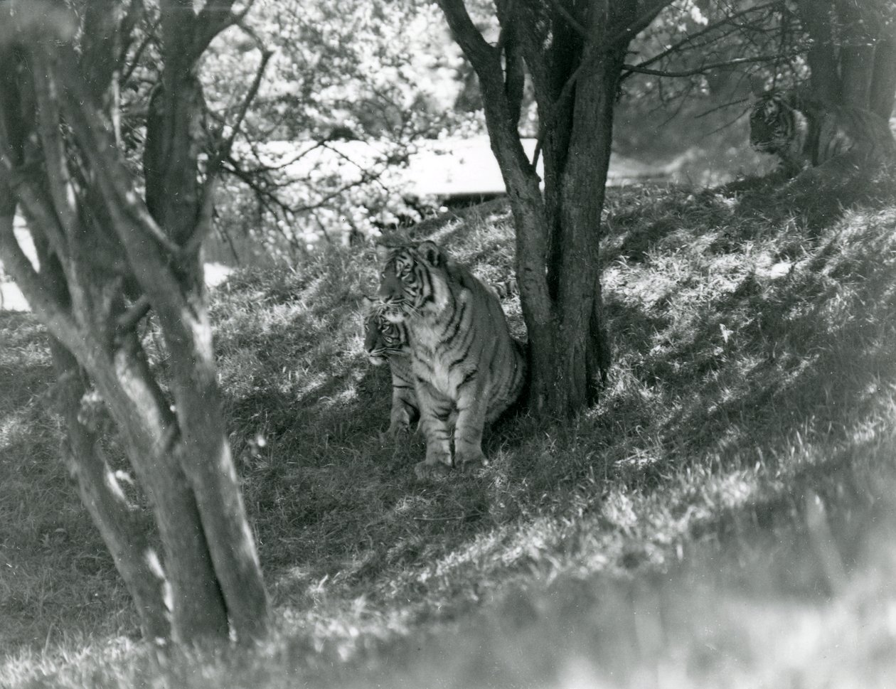 Tre Tigri che riposano sotto piccoli alberi nel loro nuovo recinto a Whipsnade, maggio 1934 da Frederick William Bond