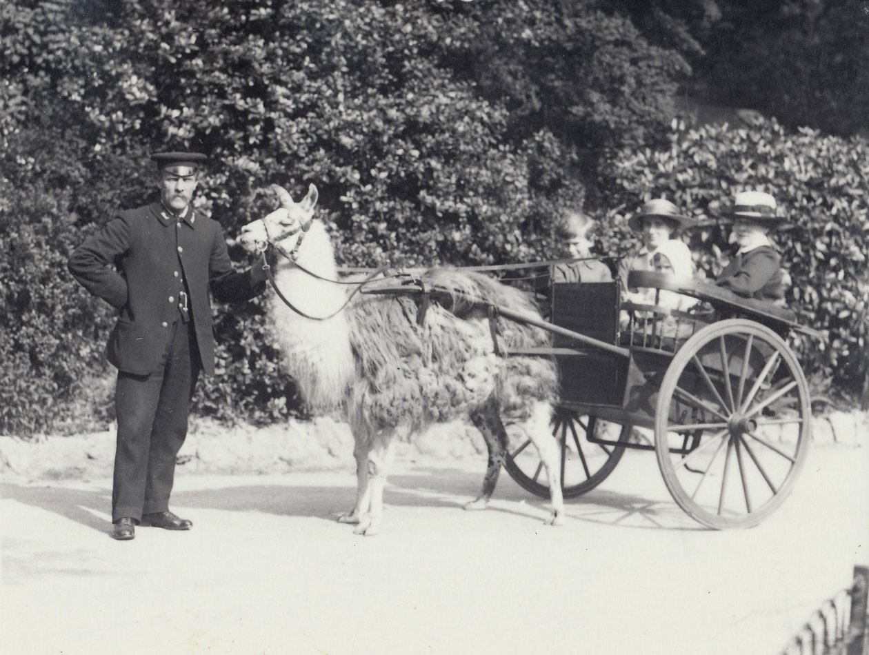 Tre visitatori, incluso un giovane ragazzo, che viaggiano su un carro trainato da un lama con un custode, Zoo di Londra, maggio 1914 da Frederick William Bond