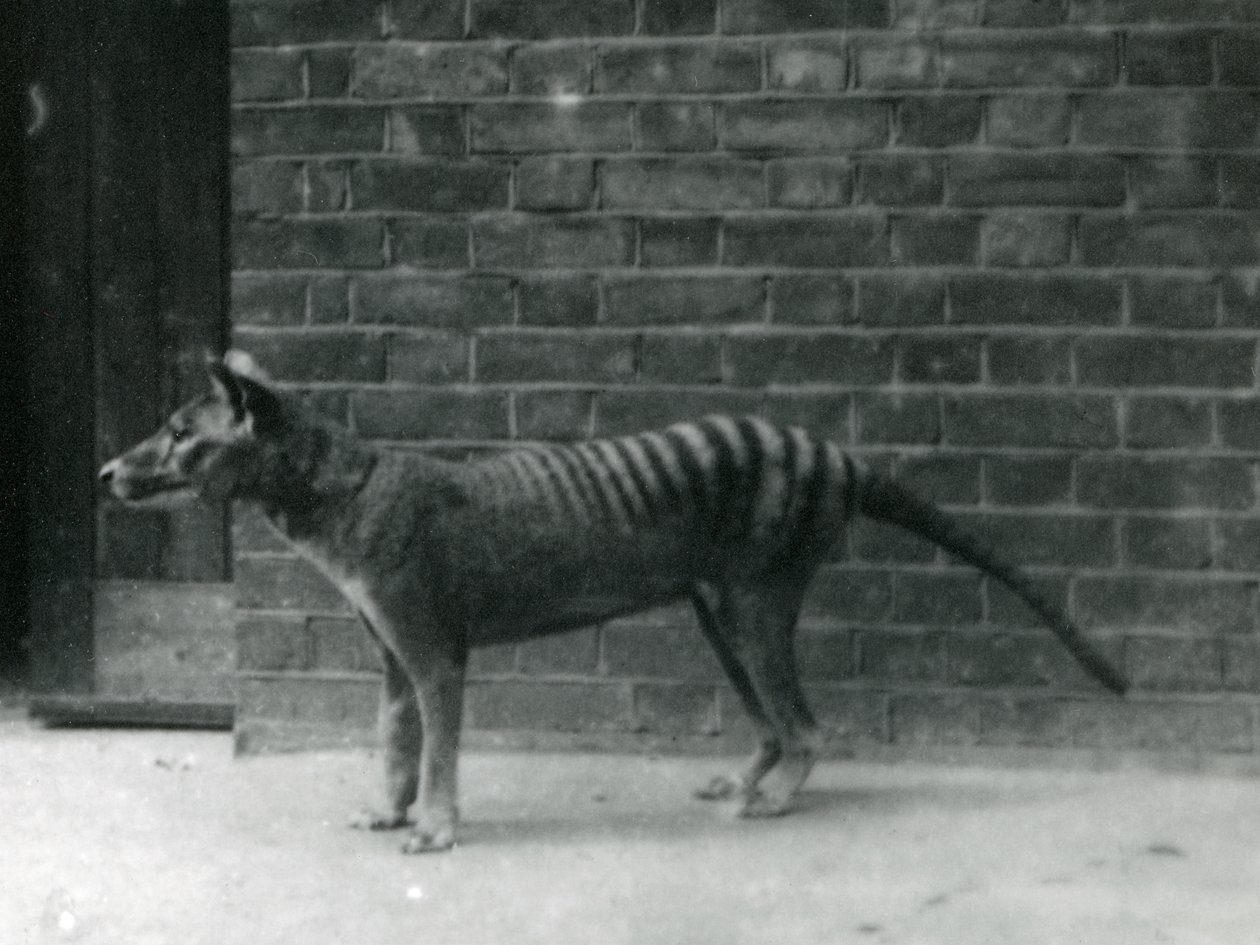 Lupo della Tasmania al London Zoo. Il tilacino si pensa sia estinto dal 1933. In totale, il London Zoo ha esposto 20 tilacini tra il 1850 e il 1931. da Frederick William Bond
