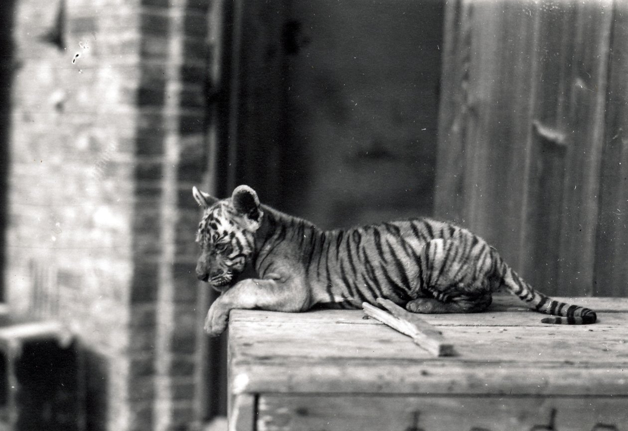Cucciolo di tigre sdraiato da Frederick William Bond