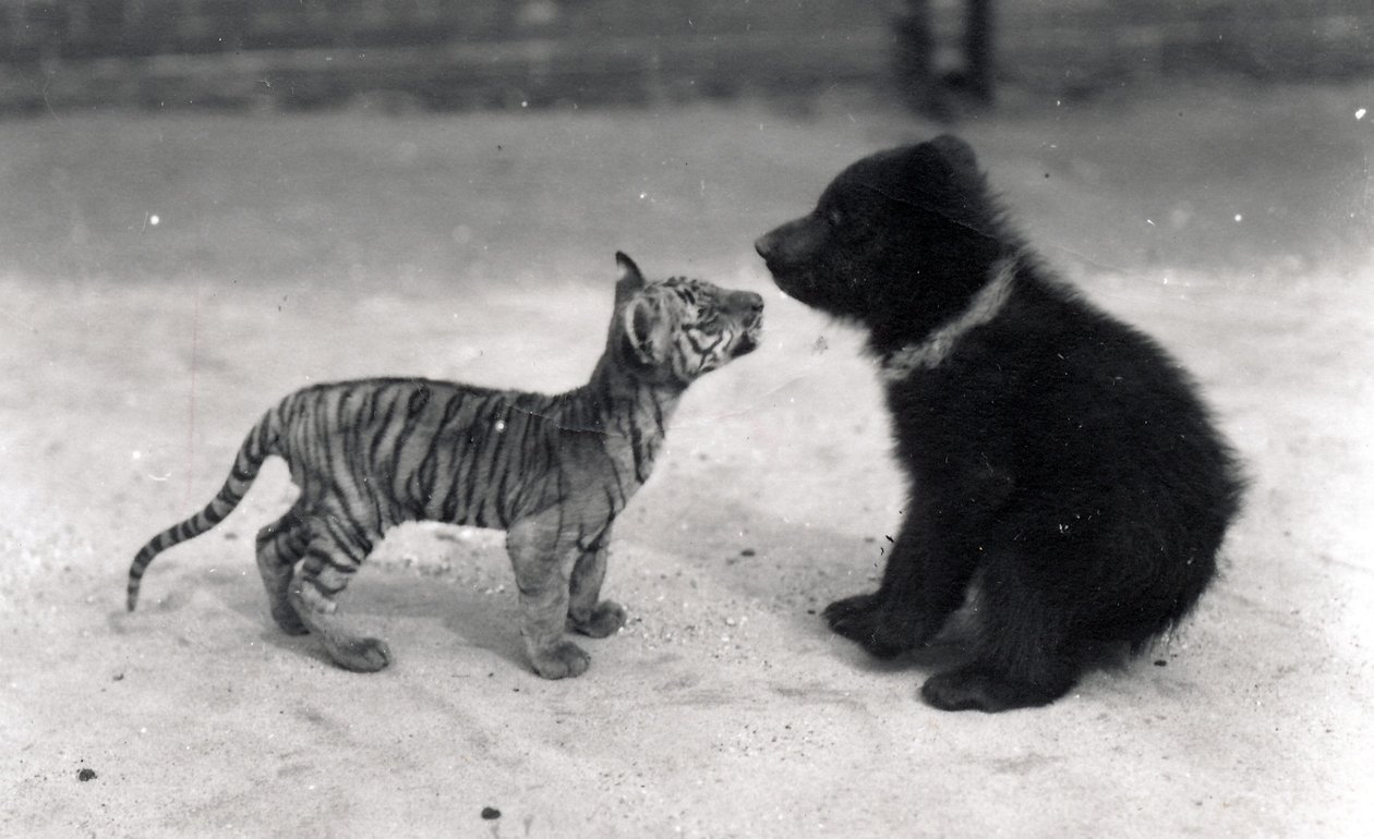 Cucciolo di tigre incontra cucciolo di orso, 1914 da Frederick William Bond