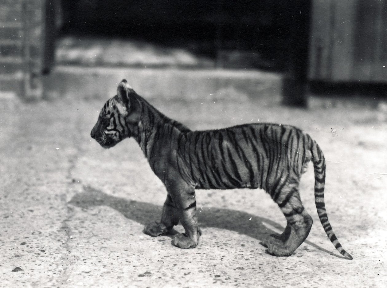Cucciolo di tigre in piedi, 1914 da Frederick William Bond