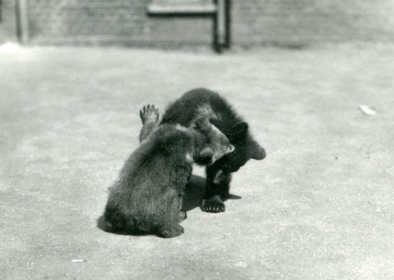 Due cuccioli di orso bruno che giocano allo Zoo di Londra, giugno 1914 da Frederick William Bond