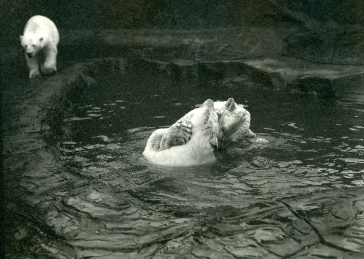 Due orsi polari giocano nella loro piscina mentre un altro passa, Zoo di Londra, giugno 1922 da Frederick William Bond