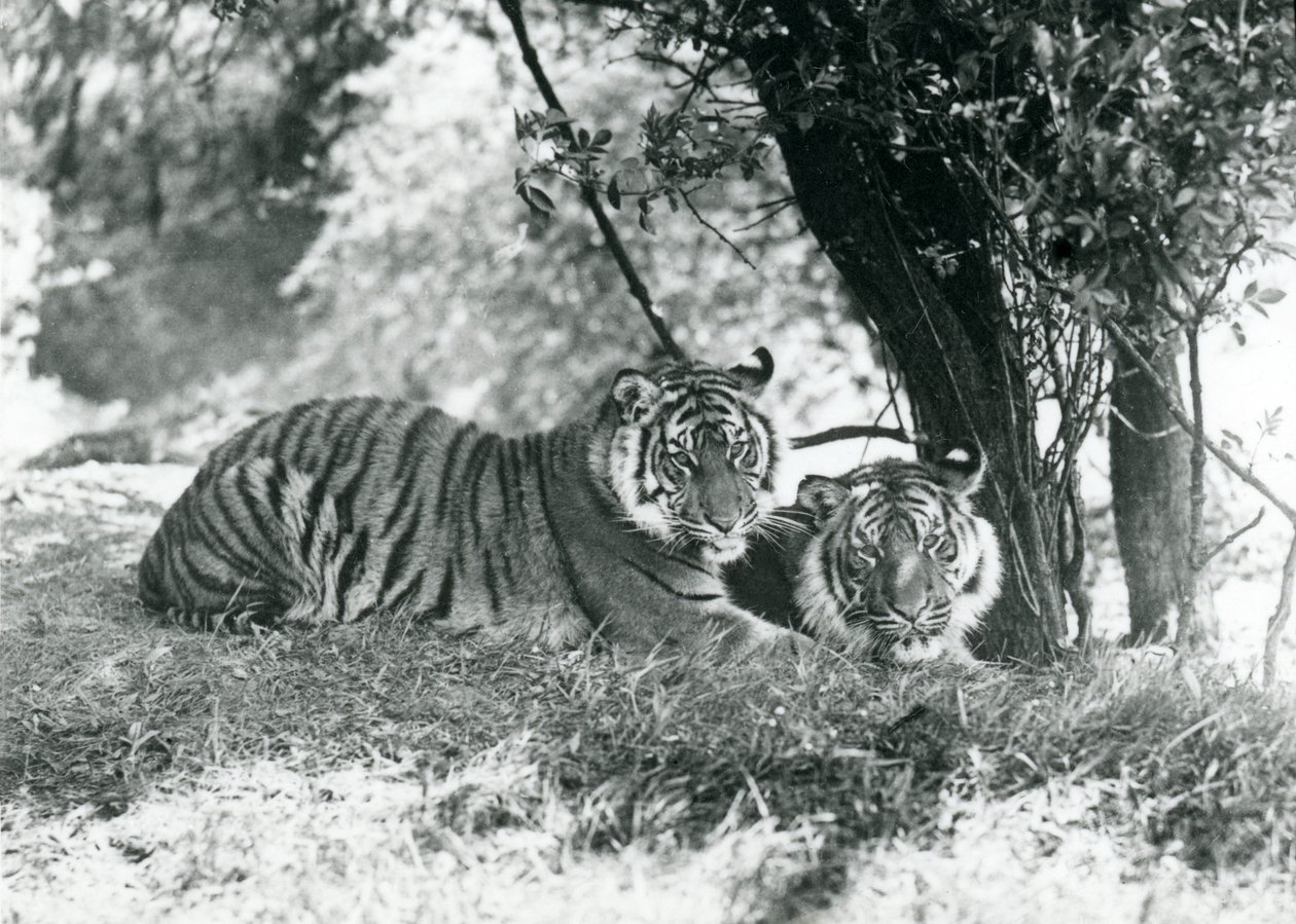 Due Tigri che riposano sotto un piccolo albero nel loro nuovo recinto a Whipsnade, maggio 1934 da Frederick William Bond